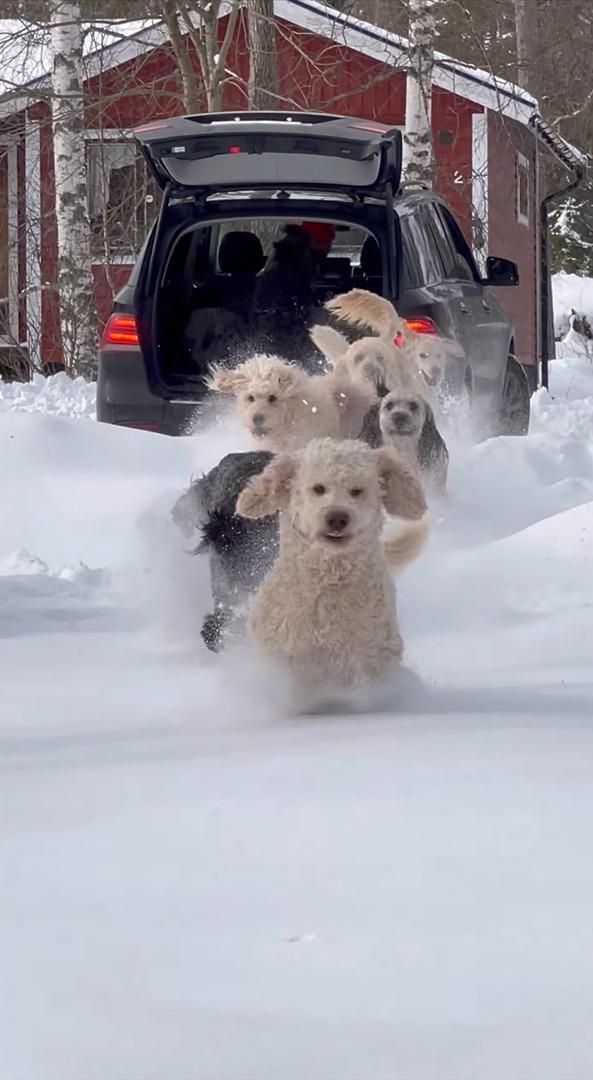 雪が大好きなドゥードルたち。ハッチバックが開けられるとみんな一斉に飛び出した！！【海外・動画】