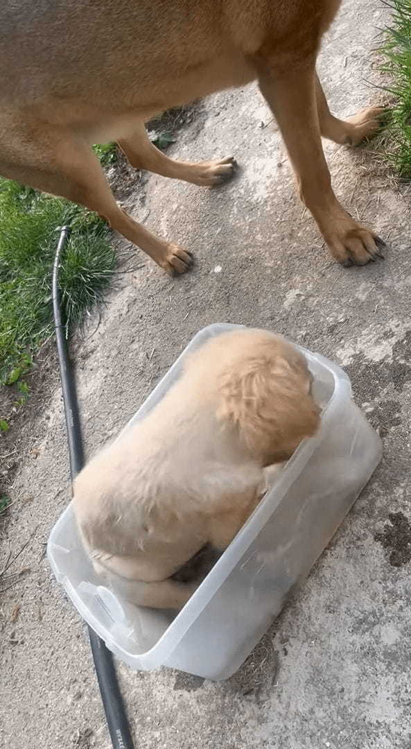 水遊びをする子犬。この子は大きなプールよりも体にフィットする容器の方が好きみたい！！【アメリカ・動画】