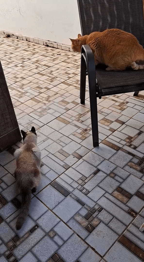 猫たちの思惑が台無し！通路の先にいる鳥を狙ってじっとしていたら・・まさかの事態に！！【海外・動画】