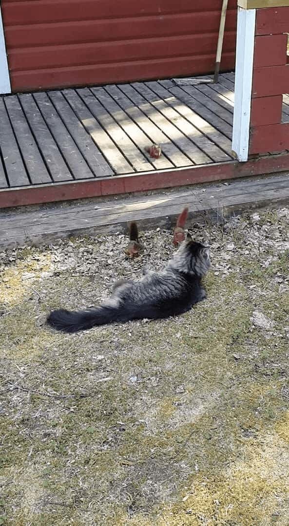 猫の遊び相手はリス！？飛びかかってきたお友達をギュッと抱きしめて猫は満足そう！！【海外・動画】