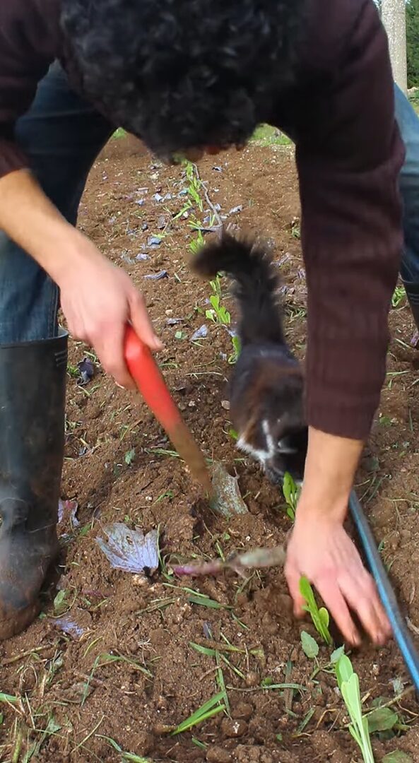 子猫が畑仕事のお手伝い？苗を植えたらひとなで、もうひとつ植えたらひとなで・・、ご褒美担当中！！【海外・動画】