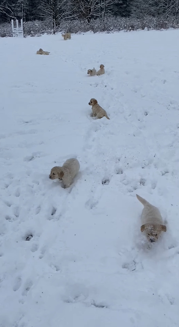 雪の中も元気に動き回るゴールデンレトリバーの子犬たち。深さがあるのか、子犬たちはみんなぴょんぴょん跳ねて移動しています！！