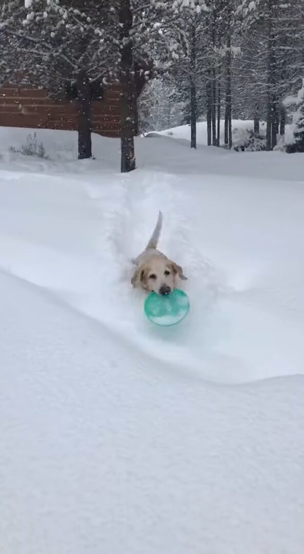 もう1回！雪の中にフリスビーを取りに行った愛犬はまだまだ遊びたい！！【アメリカ・動画】