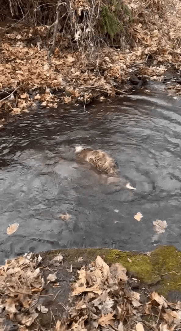 水の中にポチャンと投げたのは小石のはずなのに・・、拾いに向かった愛犬がくわえ上げたのは随分な大物ですよ？！？！【アメリカ・動画】