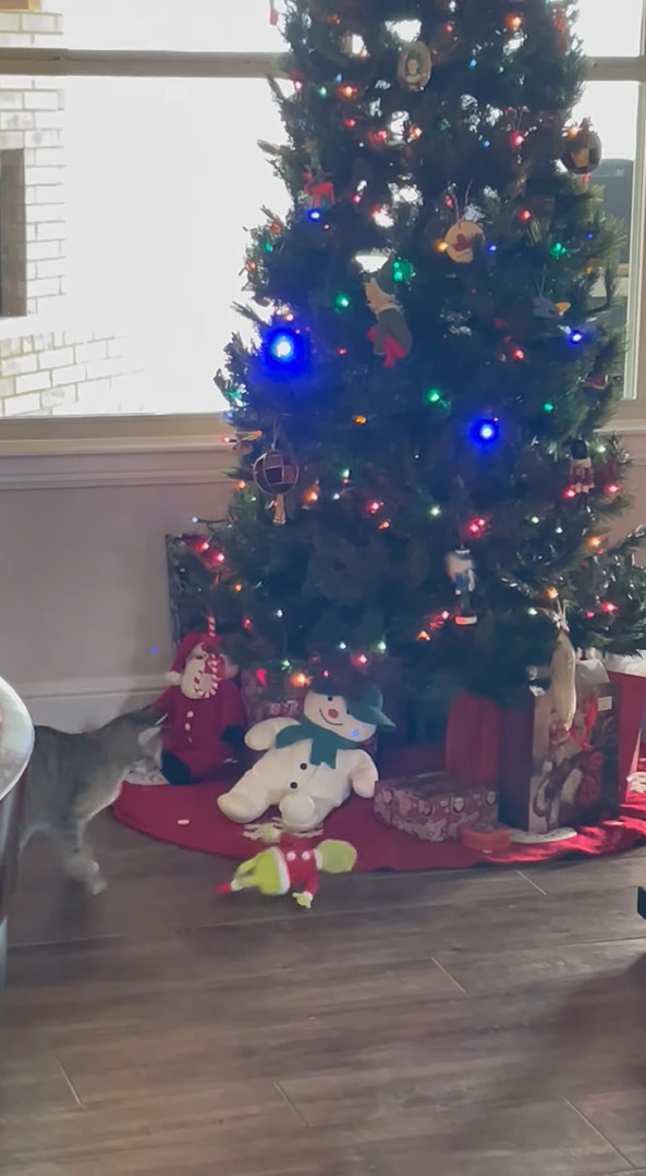 一足早いクリスマスプレゼント？猫がクリスマスツリーのオーナメントのひとつにおててを伸ばして・・もらっていっちゃった！！【アメリカ・動画】