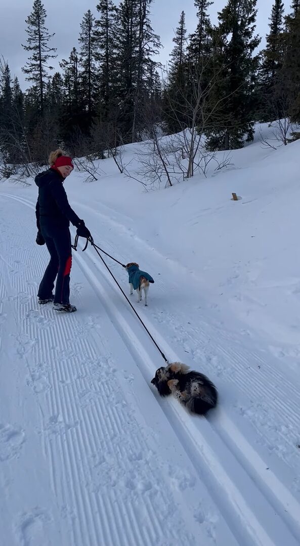 雪山まで散歩するはずが！？愛犬が寝転んで起き上がらない！！【海外・動画】