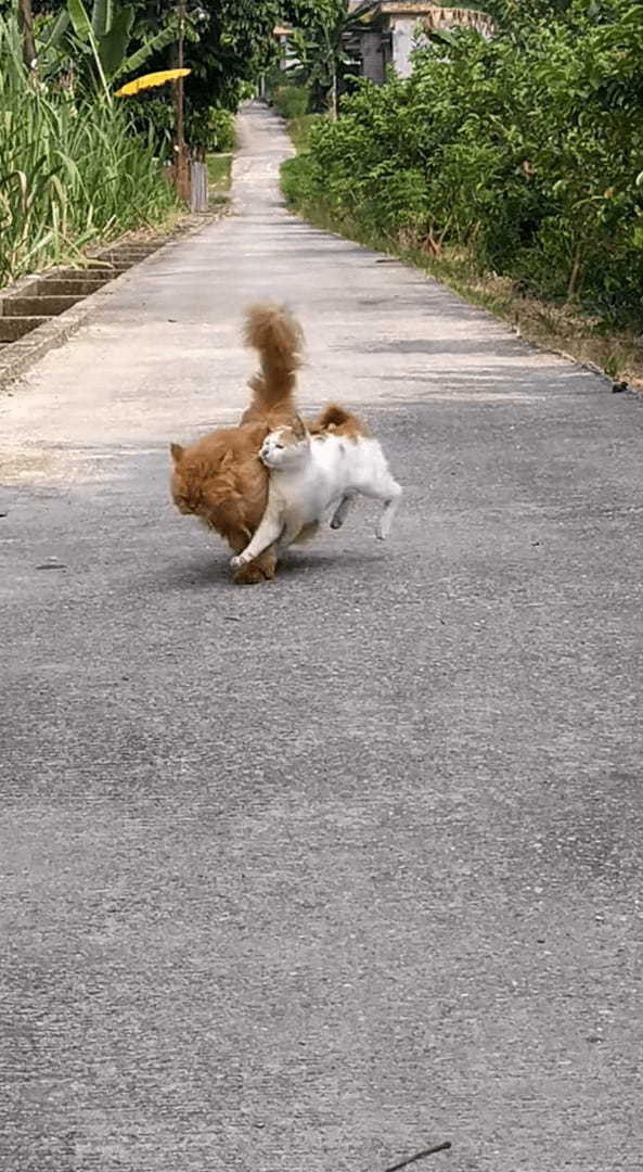 一直線に駆けてくる猫。撮影者さんの懐にダイブしてくれる勢いでしたが、萎えて足を止めるほどの横やりを入れられてしまいました・・