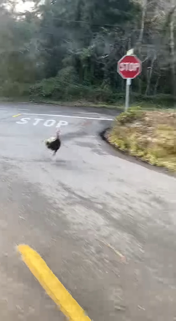 縄張りへの侵入者と疑われた？ドライブをしていたら七面鳥がやってきた！！どこまでも車を追ってくる姿にドライバーさん達はビックリ！！