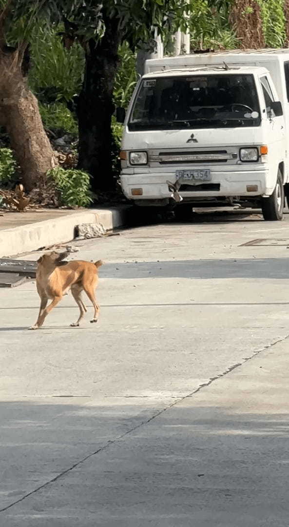 もしかして遊ばれちゃってる！？犬が小鳥にちょっかいをかけられています！！【海外・動画】