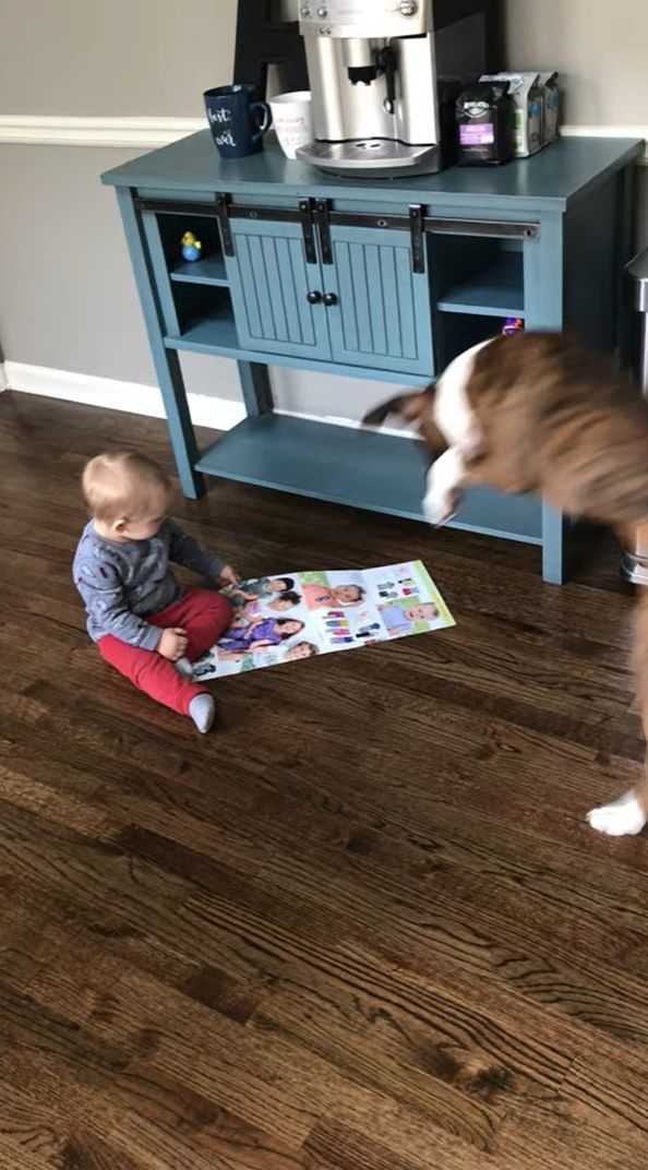 一枚のチラシで一緒に大騒ぎ！1歳の赤ちゃんと生後半年のボクサー犬がチラシをオモチャにして遊んでいました。