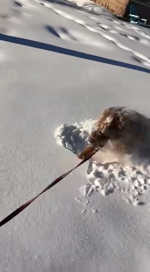 雪にテンションが上がったゴールデンレトリバー、散歩中にあった新雪に潜って進む！進む！！