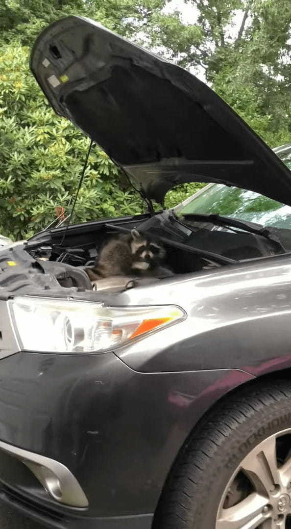 車のボンネットの中に潜り込んでしまうのは猫だけではない！？なんと尻尾がモフモフな「ある動物」が住処にしてしまいました！【アメリカ・動画】