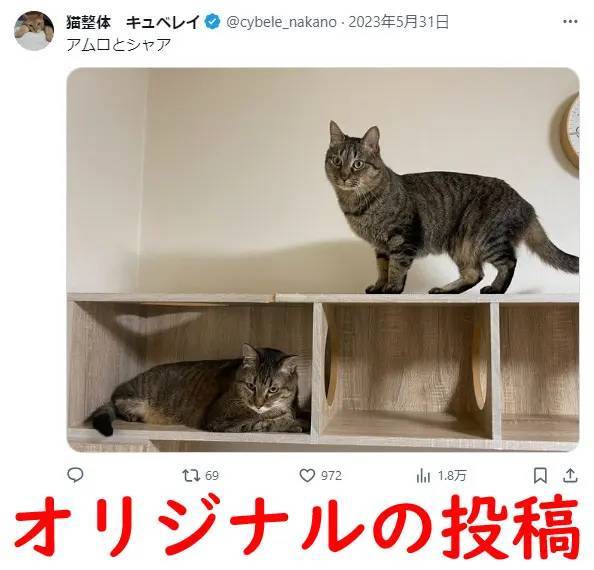 有名猫アカウントの写真が無断転載被害に→追ってみたら典型的なロマンス詐欺だった件の一部始終を公開