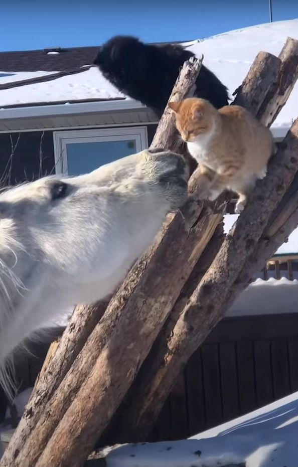 猫は体の大きな馬を見て怖気づいている？フレンドリーな馬が猫と仲良くしようと顔を寄せるのですが、猫はというと・・【海外・動画】