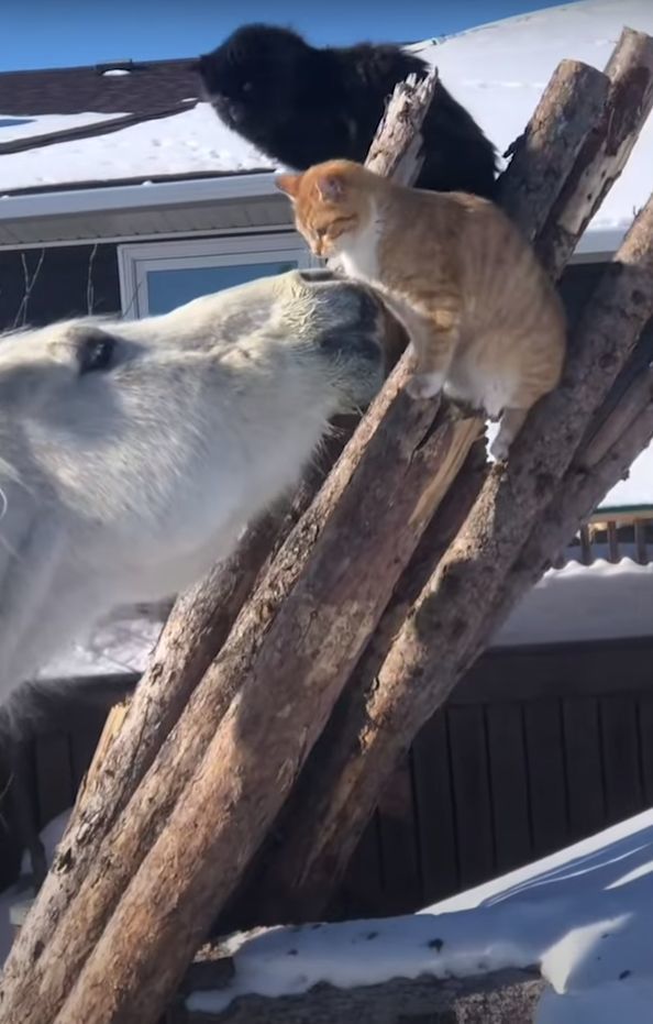 猫は体の大きな馬を見て怖気づいている？フレンドリーな馬が猫と仲良くしようと顔を寄せるのですが、猫はというと・・【海外・動画】