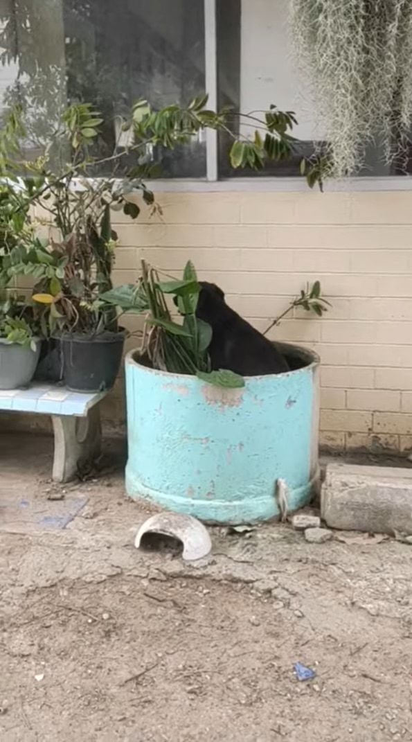 ある暑い日のこと。黒犬は植物用の巨大な水槽に入れば涼めるのでは！と思いついたようです。まるでプールに入っているように過ごしていました