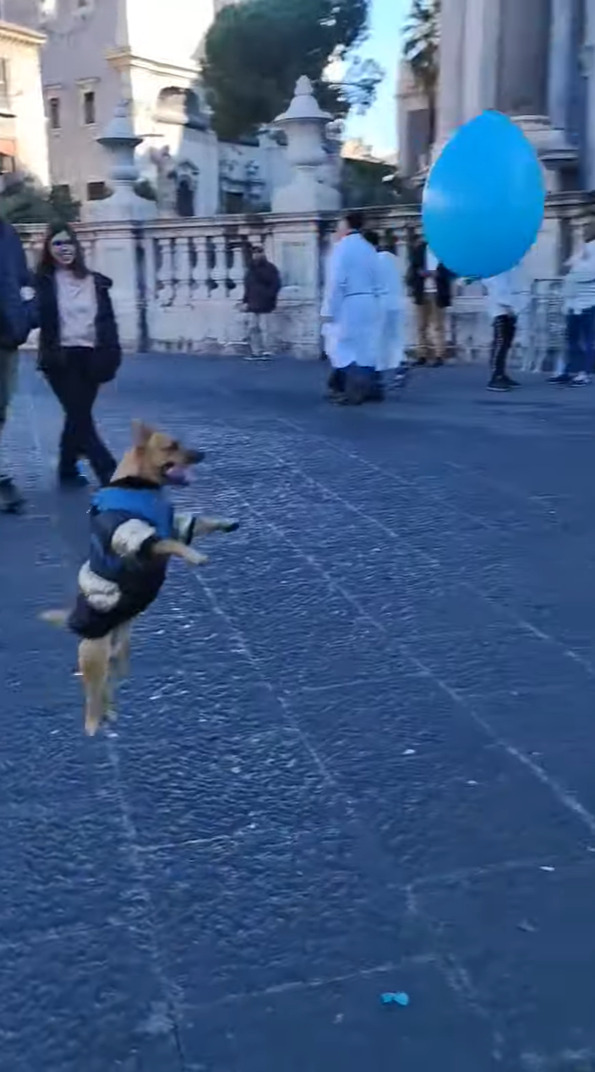 この広場で今一番笑顔を運んでいるエンターテイナーはきっとこの子！風船をゲットした犬が広場をめいっぱい駆けて遊んでいます！！