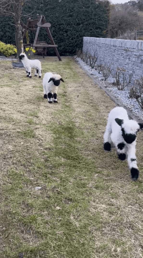 【世界一かわいいヒツジの赤ちゃんたち】みんなで足を揃えて元気にピョンピョン！！白と黒のコントラストの映えるヴァレー・ブラックノーズシープの子羊