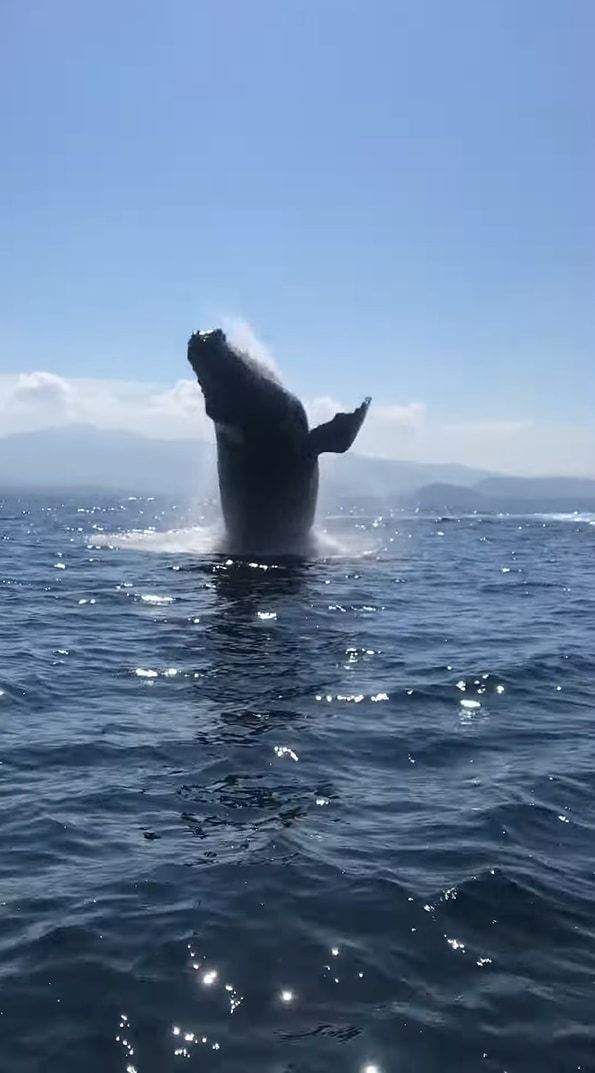 最高のホエールウォッチング！クジラのジャンプ、ブリーチングを見ることができてラッキー！と思ったら・・・、次の瞬間さらにスゴいことが！！