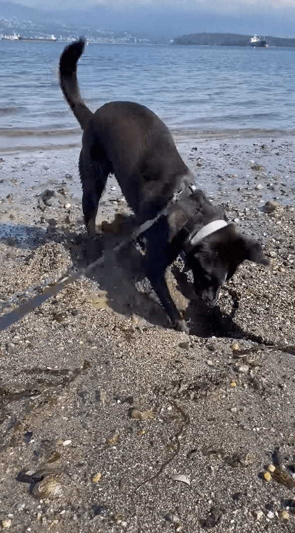 ビーチで穴掘りに奮闘する愛犬。ところが掘れども掘れども穴が埋まるし、海水がしみ出てきます・・！！【海外・動画】