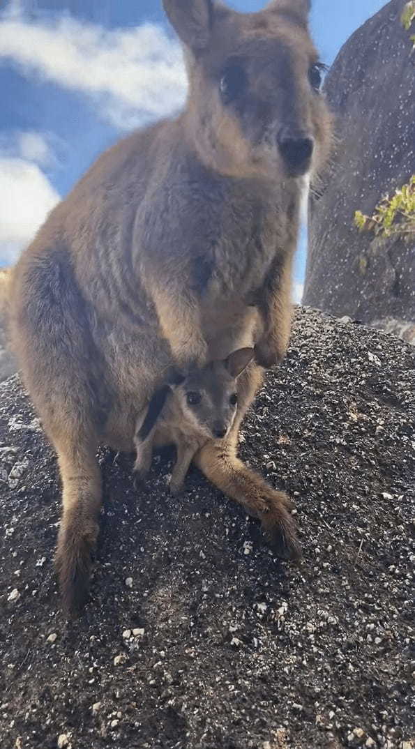 ワラビーはカンガルーの仲間！だからおなかにあるポケットには・・かわいい赤ちゃんの姿が！！【海外・動画】