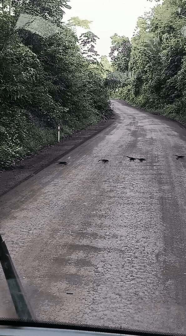 まだまだいるよ！道路を横断するハナグマ家族。もう全員通ったかなと思ったら・・次々に家族が現れた！！