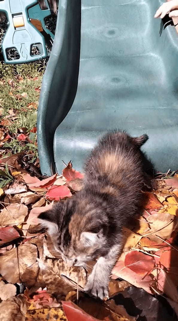 初めて外に出た生後8週間の子猫。庭にあるすべり台を滑って木の葉のカーペットにダイブするのが気に入ったみたいです！！【海外・動画】