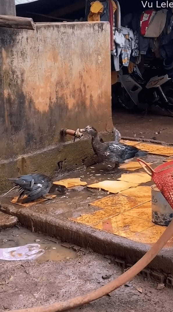 この鳥、賢すぎる！きれいな水を飲みたかったのか、水たまりの水をすするのではなく、なんと傍にあった蛇口を回したのです！！