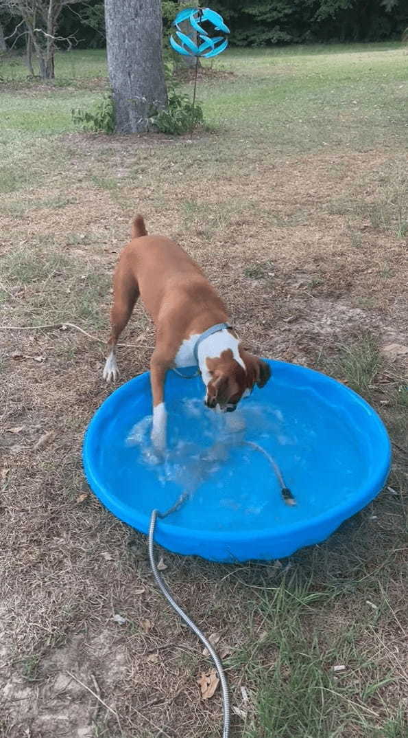 プールに水を貯めるホースが気になる犬。プールを右に左に移動するその姿を前に、じっとしていられない！！【アメリカ・動画】