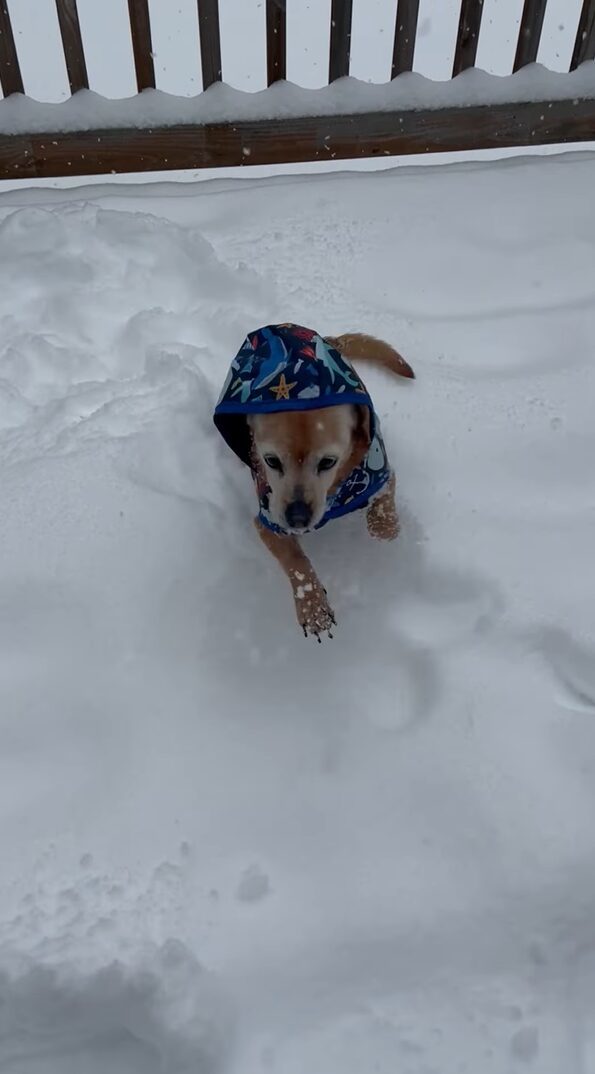 雪遊びが大好きなチウィーニー。ジャケットも着込むとぴょんぴょん跳ねて楽しそう！！【海外・動画】