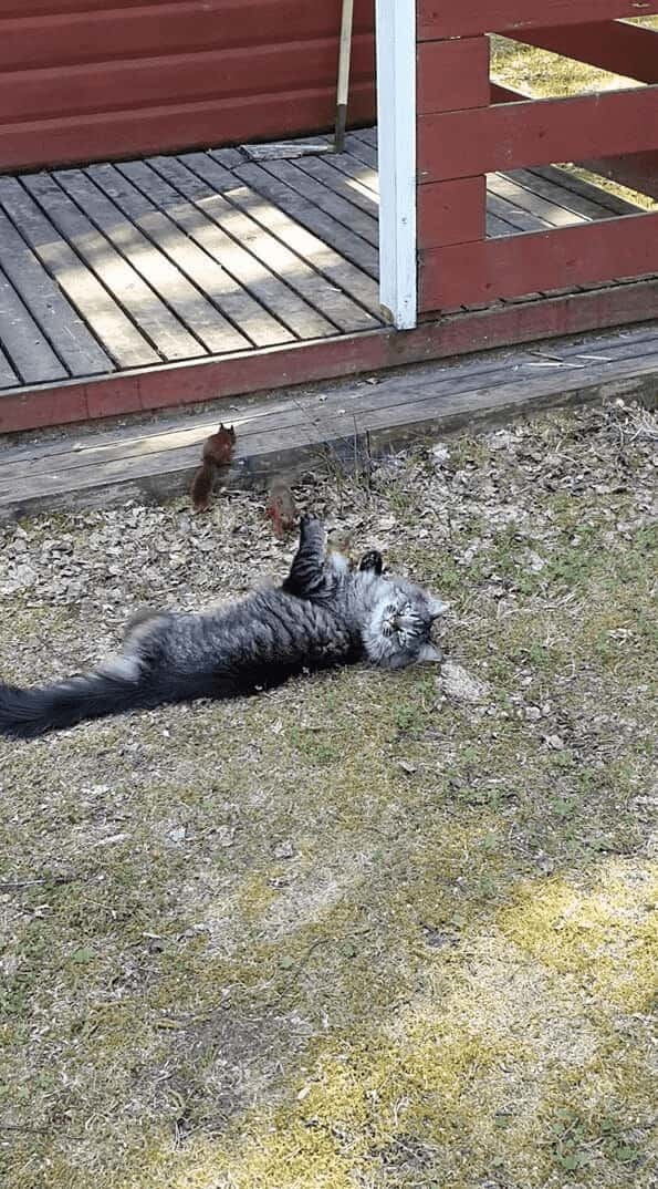 猫の遊び相手はリス！？飛びかかってきたお友達をギュッと抱きしめて猫は満足そう！！【海外・動画】