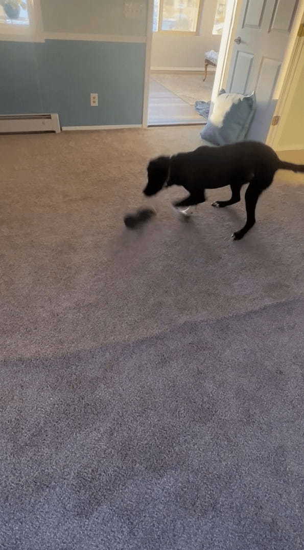 紐をくわえて靴をブンブン。天気が悪いのでお家の中で遊んで過ごしていた子犬。そのイタズラが飼い主さんにバレると・・