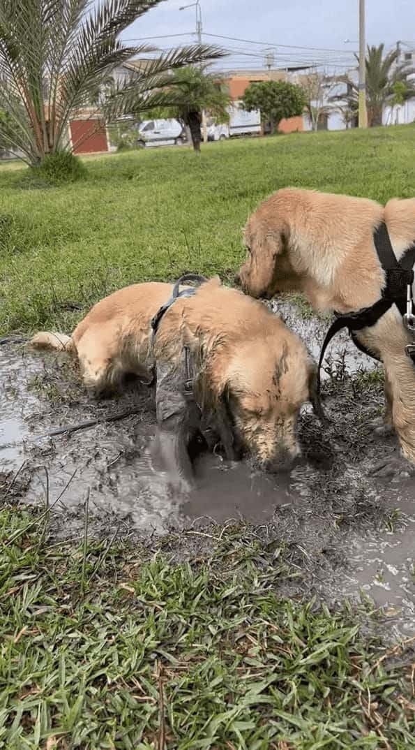 水たまりを見つけた子犬は大はしゃぎ！！泥の中に入ってバシャバシャ！水たまりをホリホリ！！そんな風に遊んでいた結果・・【海外・動画】