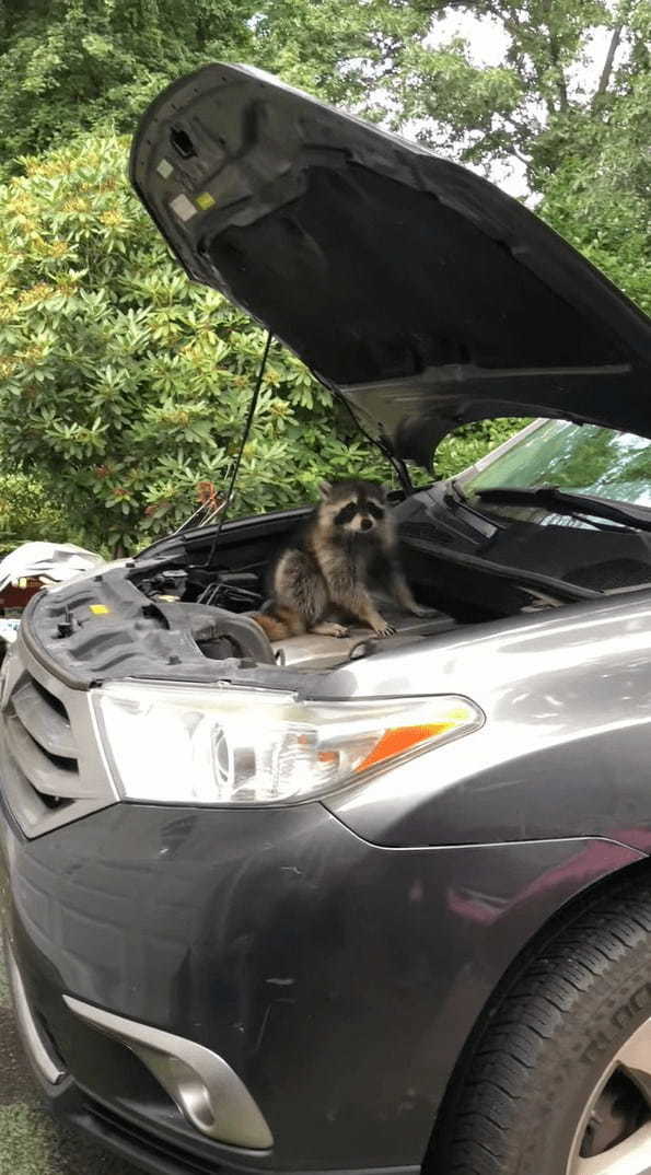 車のボンネットの中に潜り込んでしまうのは猫だけではない！？なんと尻尾がモフモフな「ある動物」が住処にしてしまいました！【アメリカ・動画】