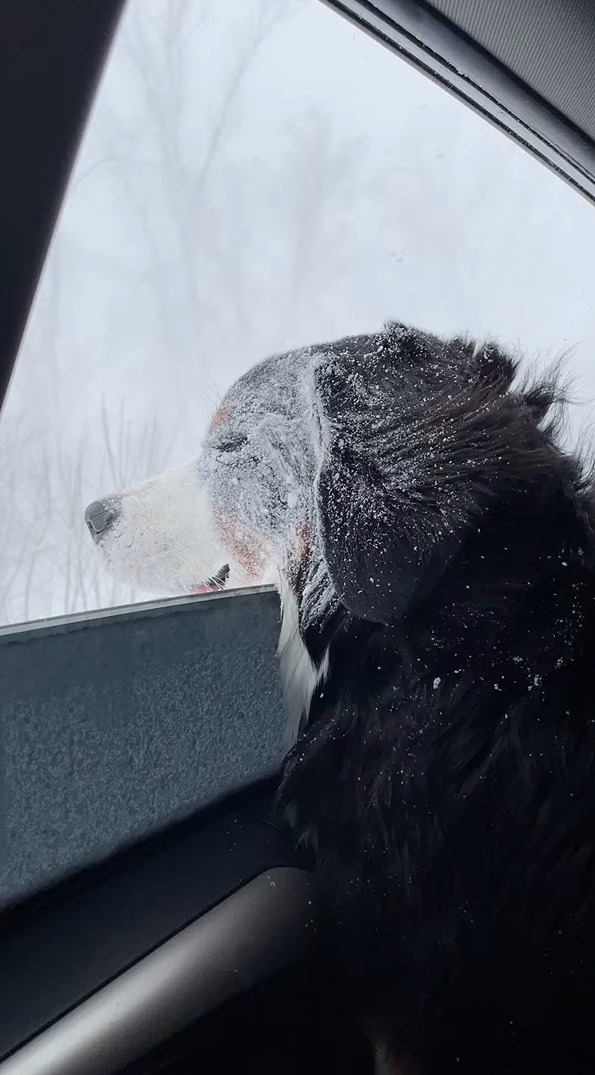 寒くないの？ドライブ中に吹雪で立ち往生！！その間、窓を開けていたら・・愛犬のバーニーズ・マウンテン・ドッグが大変なことに！！