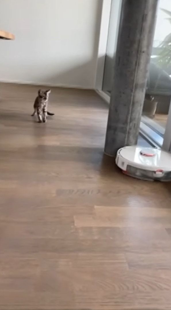 「怖い！近寄らないで・・・！！」ロボット掃除機に怖気付く猫。ゆっくり自分に向かってくるのが恐ろしいようで、にじりにじりと後退り