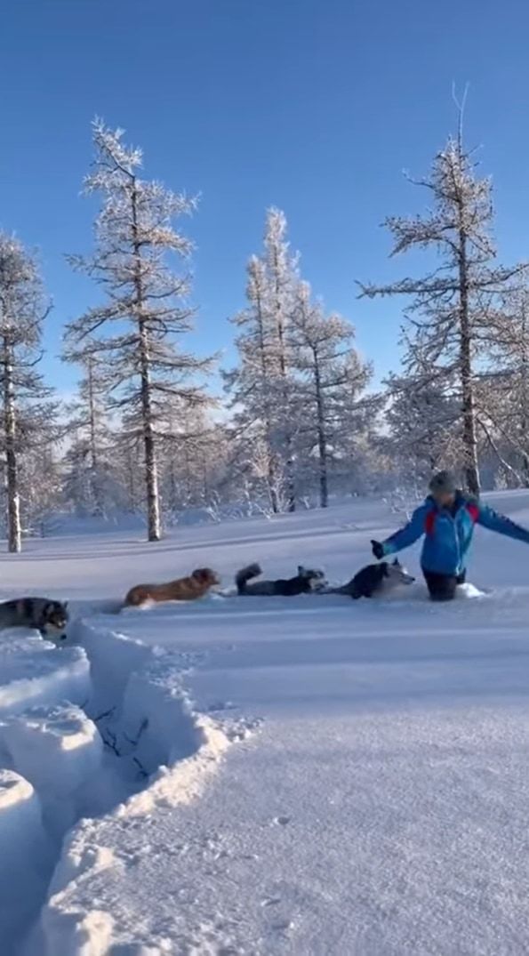 雪を堪能するハスキー犬たち