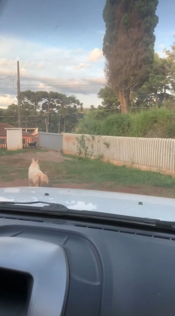 この子たち流のお見送り？飼い主さんが車を出す際にクルクル回る愛犬たち