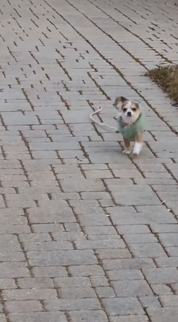 チワワの子犬が夢中になっている人は・・・毎日来てくれる配達員さん！！お家の前に来るとダッシュで駆けつけ、抱っこしてもらうとキスの嵐を降らすのでした