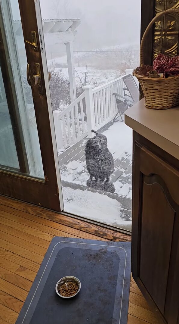 吹雪がいっそ楽しい？プードルが雪が降り注いでいるのにお家に入らない！！【アメリカ・動画】