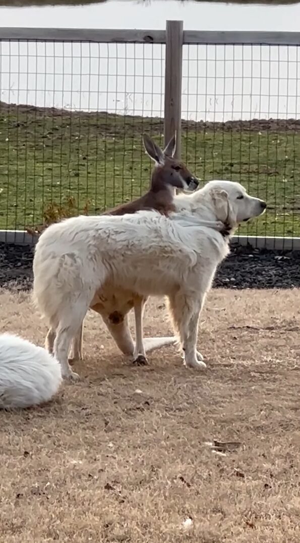 グレートピレニーズとカンガルーは大の仲良し！ぎゅっとハグしているカンガルーがかわいすぎる【アメリカ・動画】