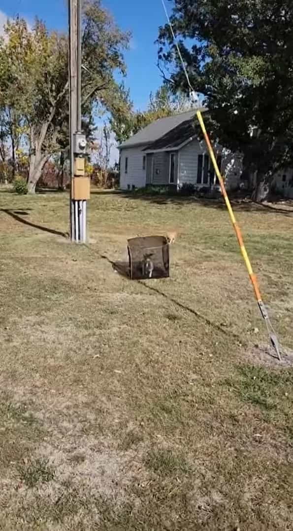 子猫はキューブ型ハウスが大好き！外だってハウスに入ったまま元気に走ります！！