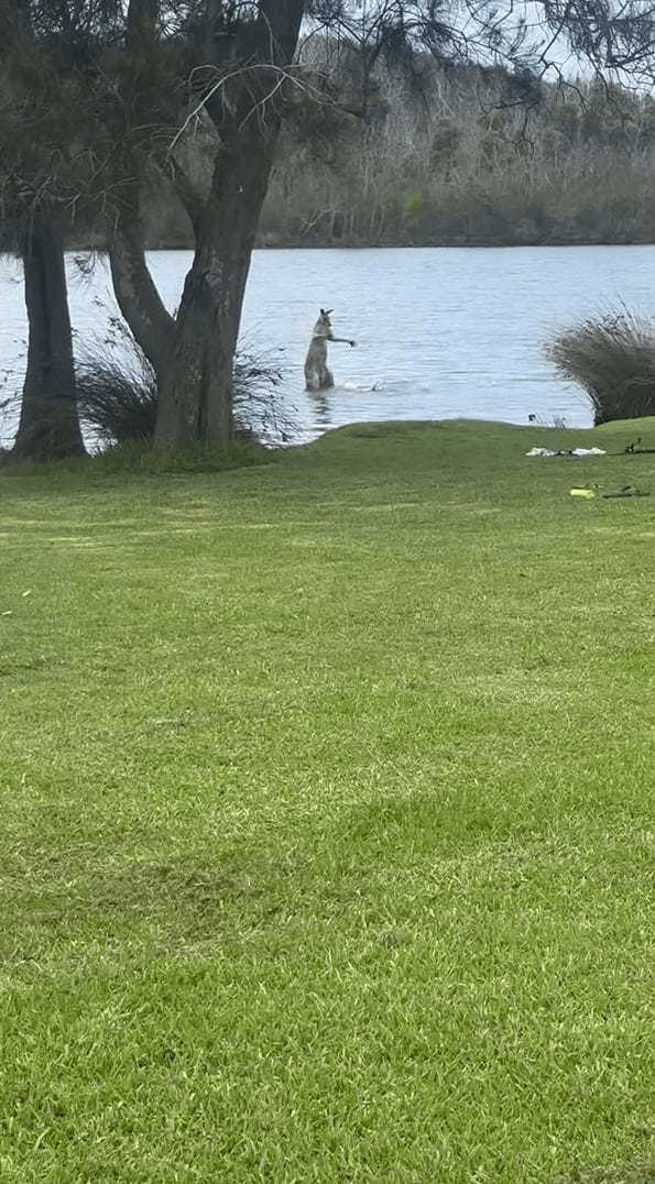 カンガルーVS犬の水中バトル！？犬が向かっていった先にいたのは・・カンガルー！？！？【海外・動画】