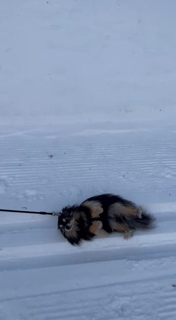 雪山まで散歩するはずが！？愛犬が寝転んで起き上がらない！！【海外・動画】