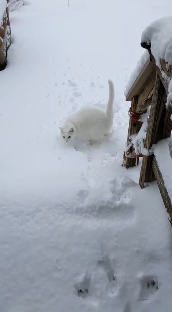 雪へ飛び込むのが初挑戦の猫。お家の外へと飛び出し庭へと駆け出るも・・・、寒すぎて外にいるのは無理だったようです