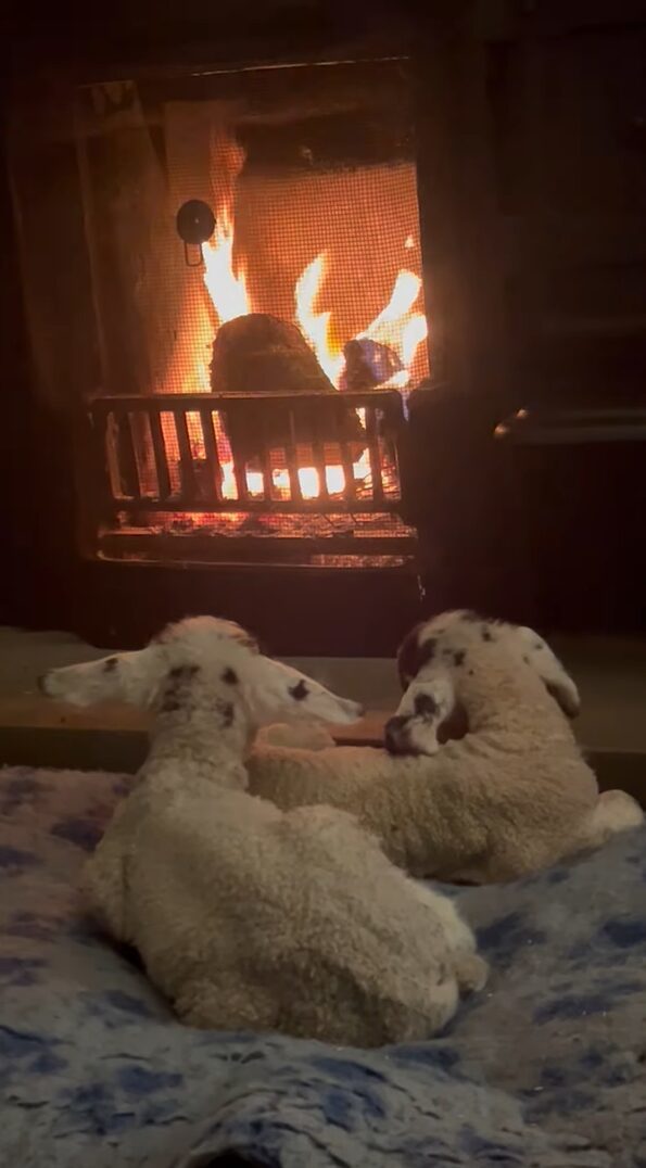 暖炉の前でぬくぬく。暖を取るヒツジの赤ちゃんたちがかわいすぎる！！【海外・動画】