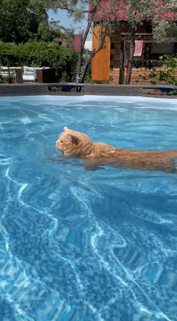 暑い日は水慣れした猫ならプールを楽しむ！？洗面器のボートに乗る猫がかわいい！！