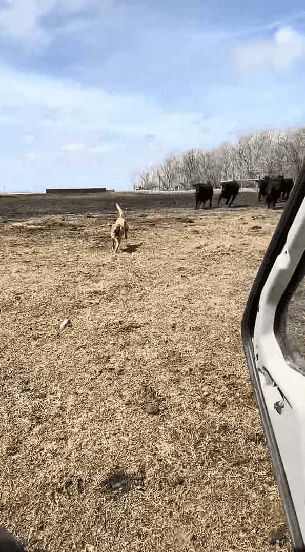 立場逆転？牧畜犬が牛に追いかけられ逃げ惑っていますよ！！【アメリカ・動画】