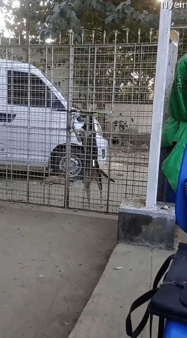 外から帰って来た愛犬とそのお友達。まさかの方法でゲートを開けて家に入ってきましたよ！！【海外・動画】