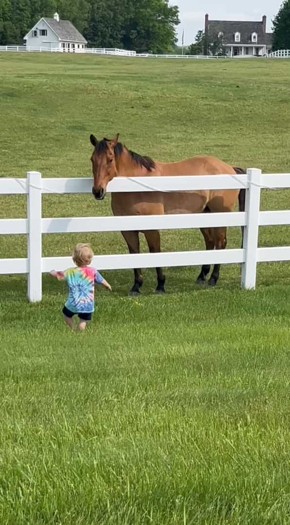 近所の牧場の馬たちと仲良しな男の子。この子が呼びかけるように声を上げながら柵をパンパン叩くと・・【アメリカ・動画】